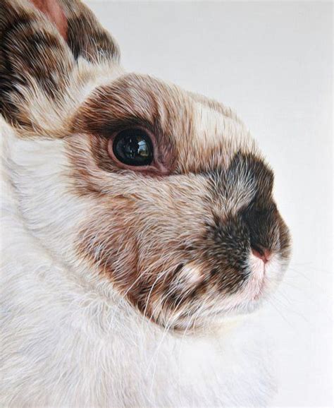 Artists Who Create Close Ups The Arty Teacher Animal Painter