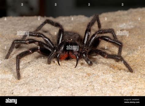 Highly Venomous Sydney Funnel Web Spider Stock Photo Alamy