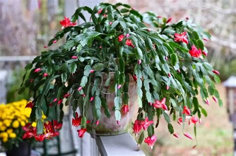 Repotting Christmas Cactus When And How To Transplant Christmas Cactus