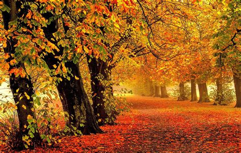 Forest Trees Branches Leaves Yellow Nature Fall Autumn Hd Wallpaper