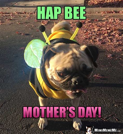 Top 95 Pictures Happy Mothers Day Pug Pictures Full Hd 2k 4k