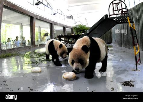 Shanghai 21st July 2017 Giant Pandas Enjoy Ice Cubes Inside An Air