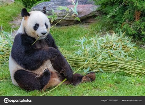 Giant Panda Bear Pictures Bruin Blog