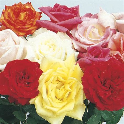 A wide variety of artificial rose bush flower options are available to you, such as material, occasion, and type. Option for small rose bush, LG, Week 1 | Home garden ...