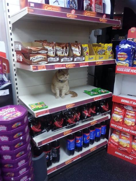 Olly The Cat Takes Over His Neighborhood Supermarket Despite Stores