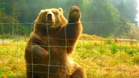 Bear Waving Goodbye