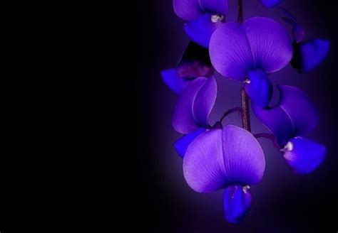 Free Download Purple And Blue Orchids 3 Beautiful Orchid Blue Orchid