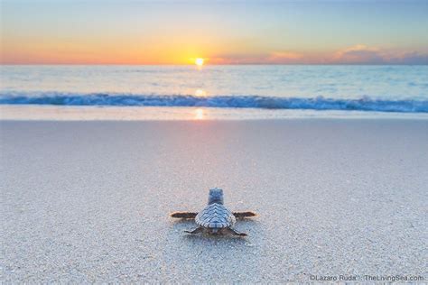 Baby Sea Turtle On The Beach Fine Wall Art Photograph Print Etsy