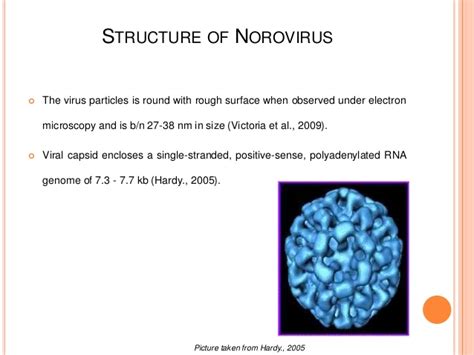 Noroviruses are positive strand rna viruses that have received increased attention in recent years this minireview summarizes these recent advances in understanding the structure and function of. MOLECULAR DETECTION OF NOROVIRUS GI AND GII GENOTYPES FROM ...