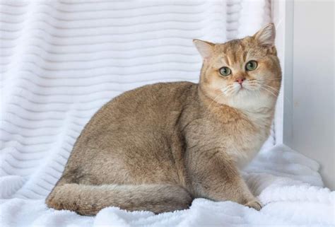 Kucing British Shorthair Ciri Ciri Cara Merawat Dan Harga 2021