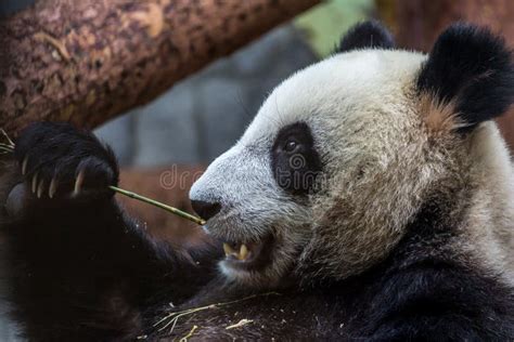 Portrait Of Giant Panda Eating Bamboo Side View Stock Image Image
