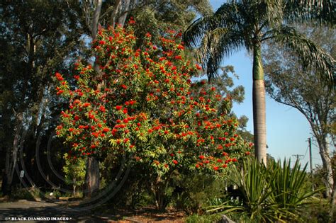 In hawaii for example it was introduced in 1859. * BLACK DIAMOND IMAGES * | Alloxylon flammeum -Queensland ...