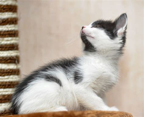 Playful Black And White Kitten Stock Image Image Of Lovely Legged