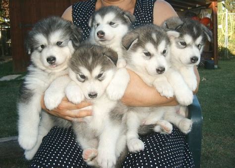 An Armful Of Puppies Alaskan Malamute Puppies Siberian Husky Puppies