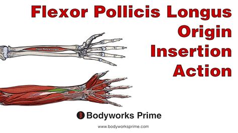Flexor Pollicis Longus Anatomy Origin Insertion Action Youtube