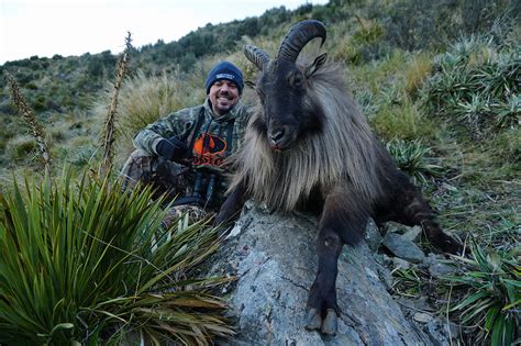 Species Real Kiwi Hunting