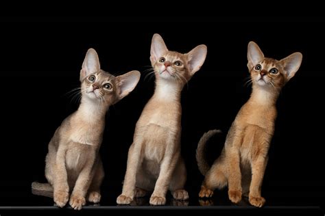 Abyssinian Cat Breed Information Cat World