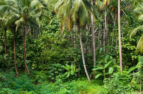 Coconut Palms Trees And Green Plants In The Tropical Forest Stock Image
