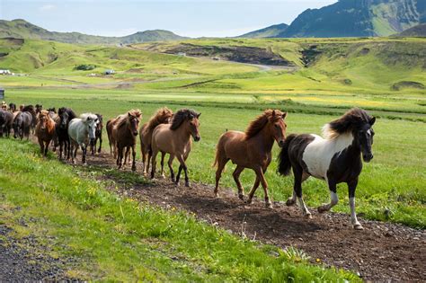 The Icelandic Horse -Why is it so unique? | Iceland Premium Tours