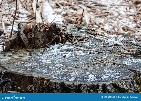 Tree Stump In Winter Covered With Frost Top View Of Tree Stump Covered