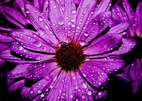 Download and use 100,000+ beautiful flowers stock photos for free. 55 Beautiful Flower Pictures for Your Inspiration