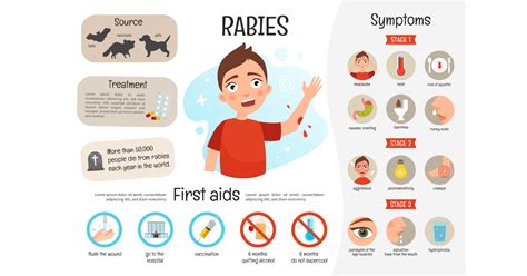 Rabies Symptoms Causes Treatment And Prevention By He