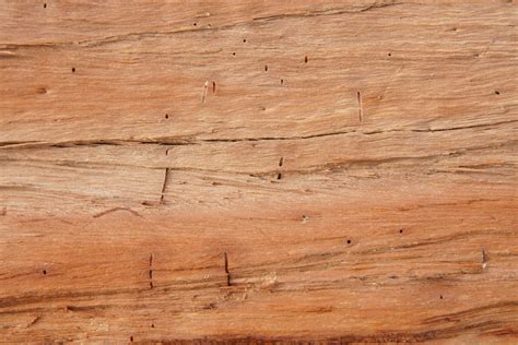 Free Textures Background Photo Of A Cut Tree Wood Log 3