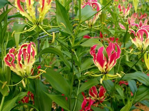 Gloriosa Superba Flame Lily World Of Flowering Plants