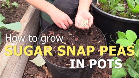 Grow Sugar Snap Peas In Pots Youtube