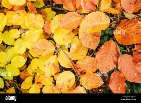 European Beech Fagus Sylvatica Rolf Marquardt Autumn Leaves Stock