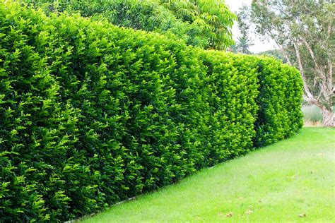 What Is The Best Hedging Plant Branching Out Landscape And Design