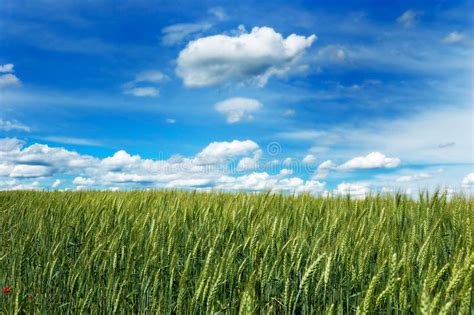 Green Field Of Wheat With Cloudy Blue Sky Stock Image Image Of Bread