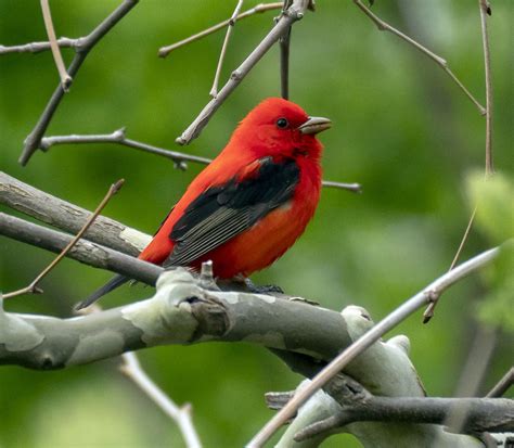Northeast Ohio Birding Migration Nature And Wildlife Tours 2023