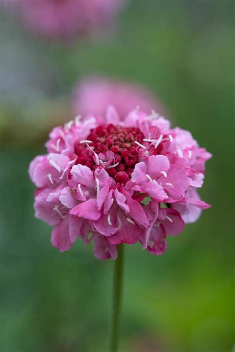 Scabiosa Atropurpurea Salmon Queen Seeds £195 From Chiltern Seeds