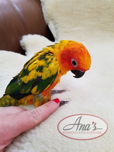 Sun Conure Babies Anas Parrots And Supplies