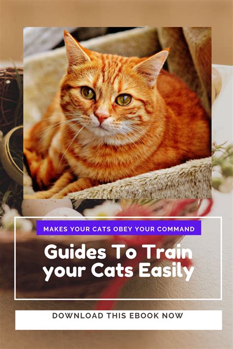 How To Train Your Cats Easy Guide In 2021 Cat Training Cats Cat Care