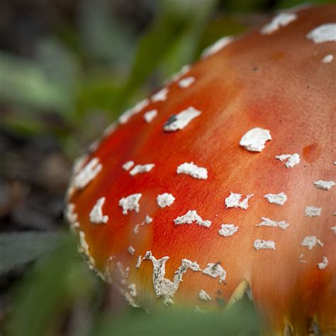 The Fungus Among Us Nature Has No Boss