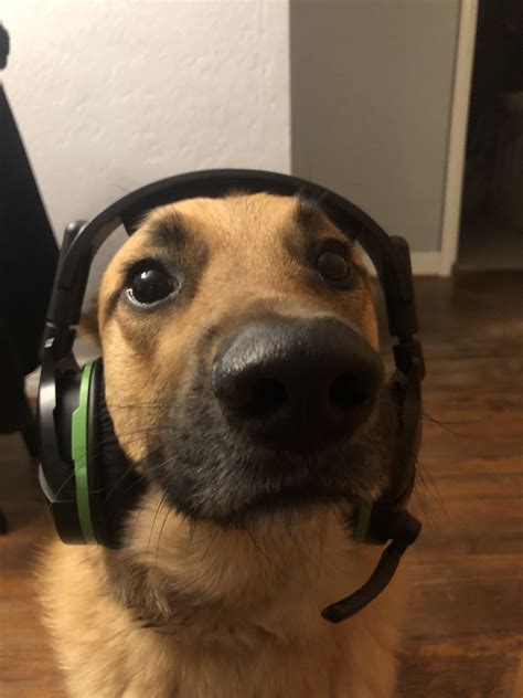 You Like Dogs You Like Gamers I Present Gamer Dog Raww