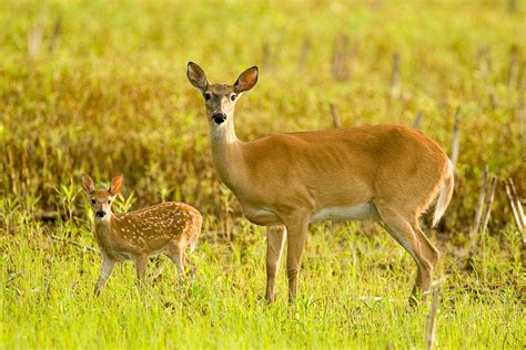 Texas Adopts Changes To Deer Hunting Regs