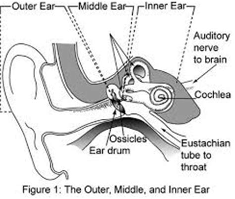 The inner ear consist of the cochlea, the balance mechanism, the vestibular and auditory nerve. Turn Down The iPad! - Tips For Healthy Hearing - iPad Kids