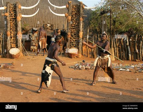 Zulu Men Demonstrating Fighting Techniques With Traditional Weapons