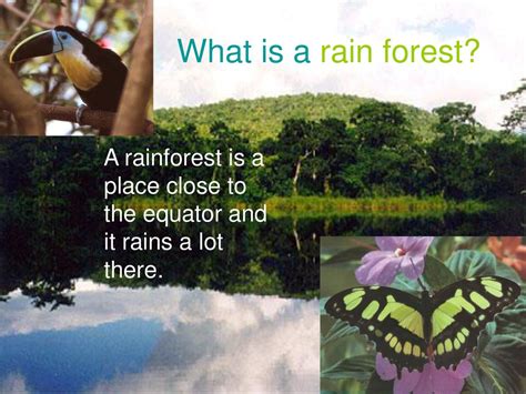 Rainforests Around The World Ppt Download