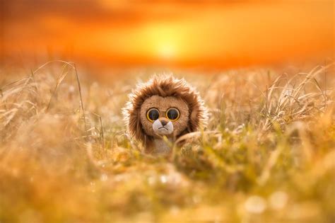 4596297 Grass Depth Of Field Animals Love Photography Lion Baby