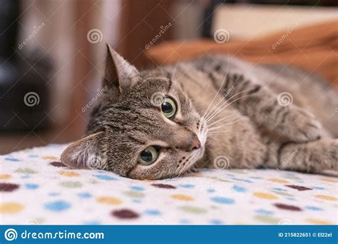 Mackerel Tabby Beige Cat With Green Eyes Relaxes On The Couch Stock Image Image Of Lying