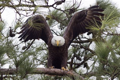Family Of Bald Eagles Thriving In The Woodlands