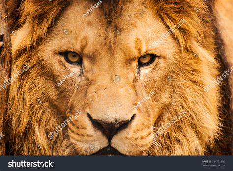 Fierce Male Lion