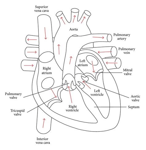 Human Heart Anatomy And Functions Location And Chambers