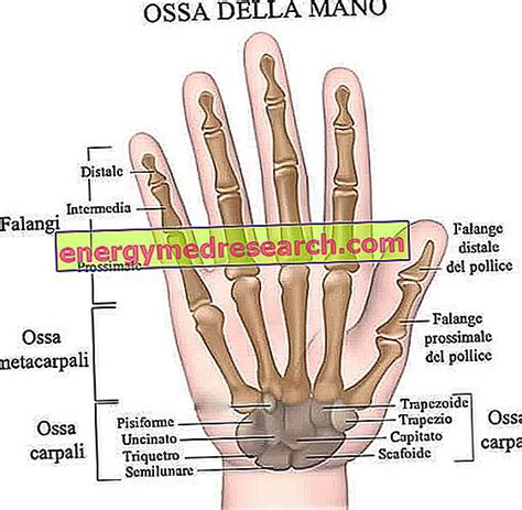 mão anatomia 2024