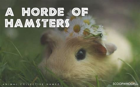 Coolest Names for Groups of Different Animals - Barnorama