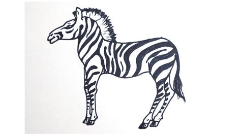 How To Draw A Zebra Step By Step Drawing Tutorials Drawing Tutorial